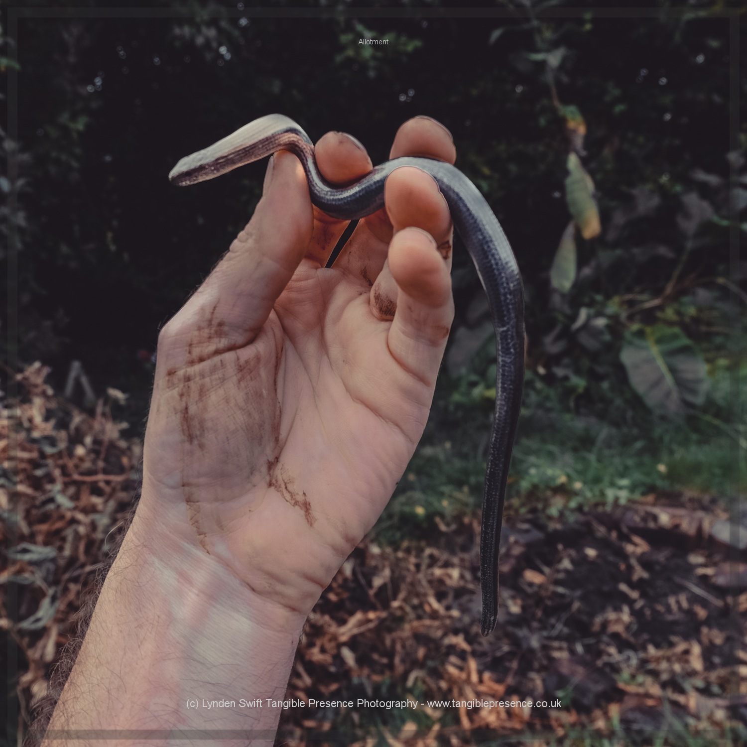  The resident slow worm 