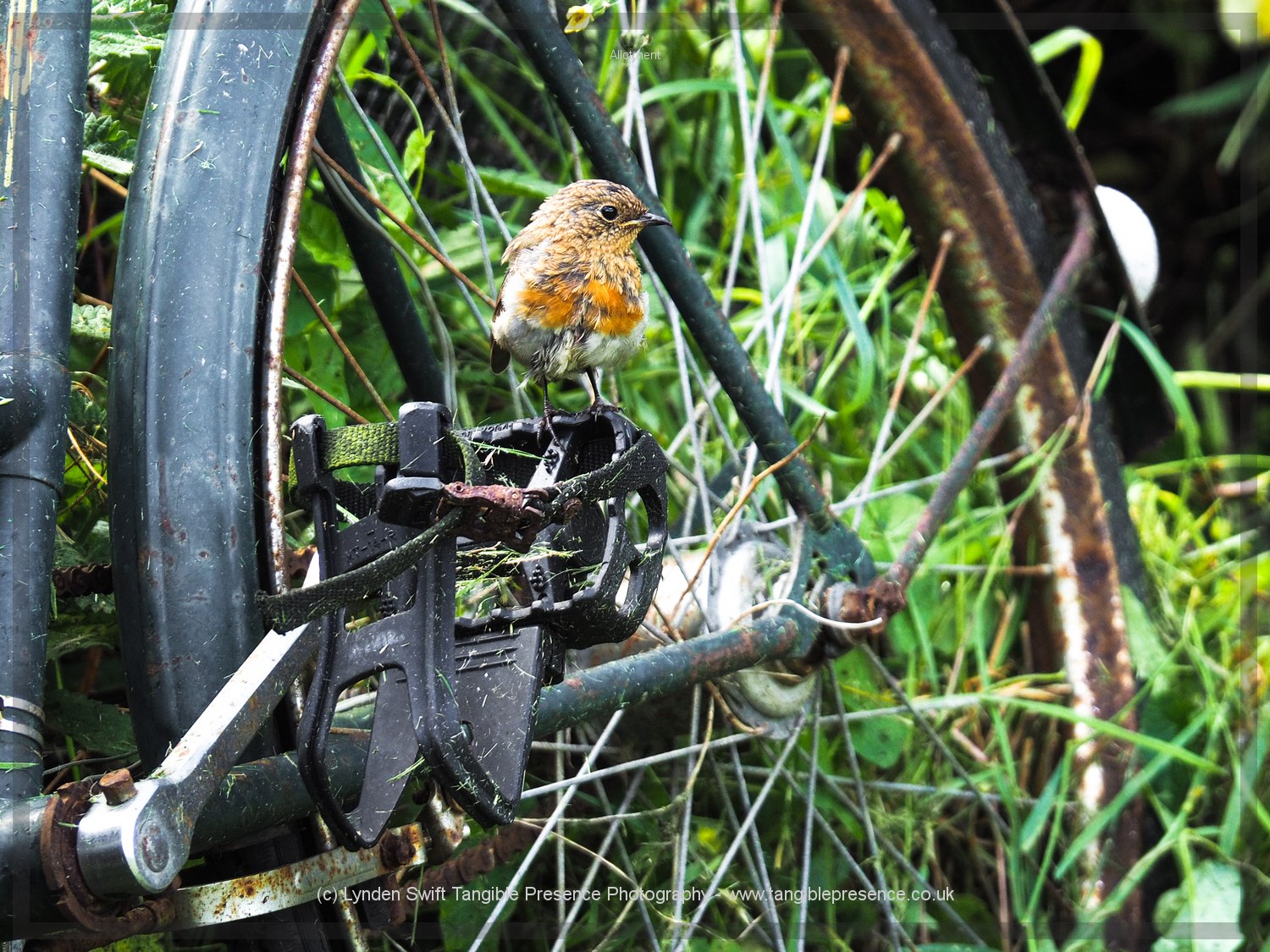  A newly made Robin 