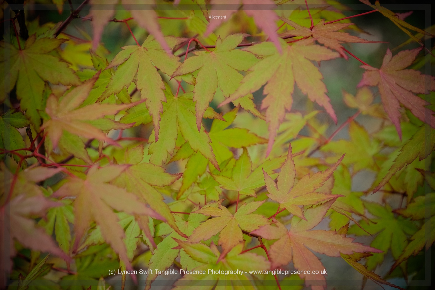 Autumn Maple 