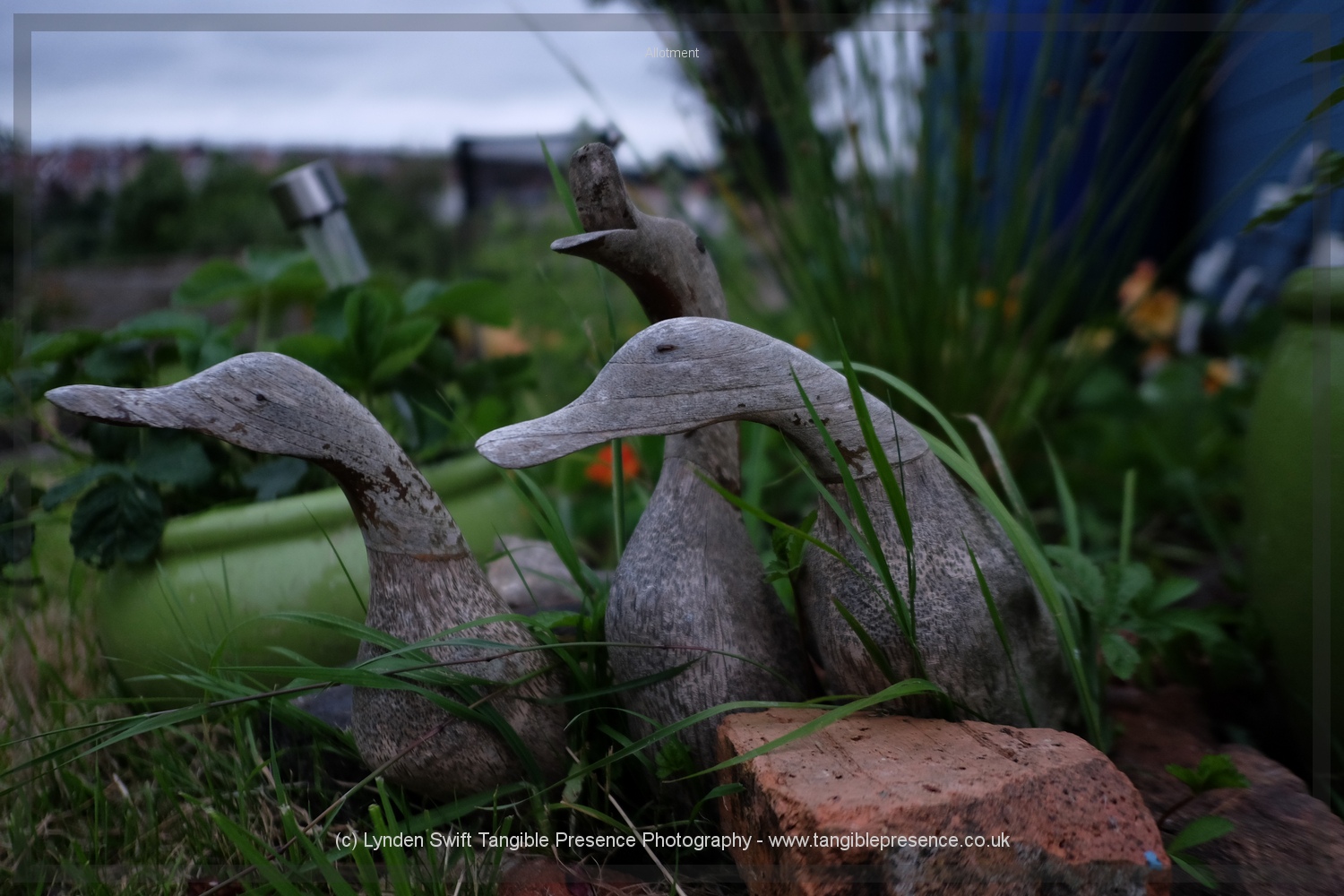  Ducks at dusk 