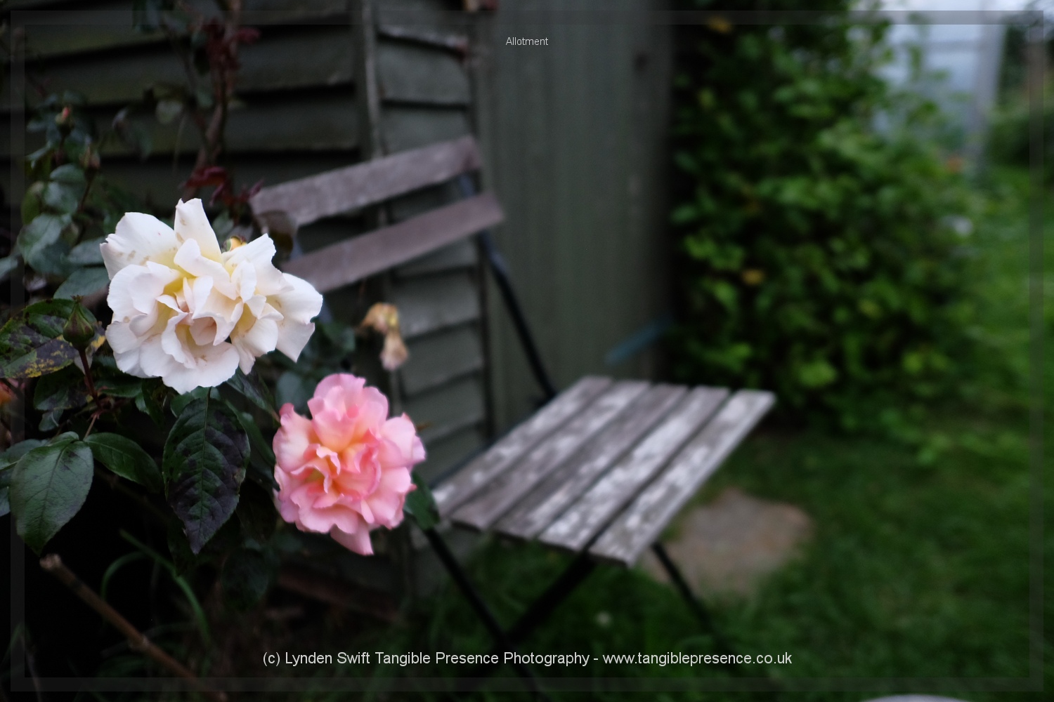  Shed rose 