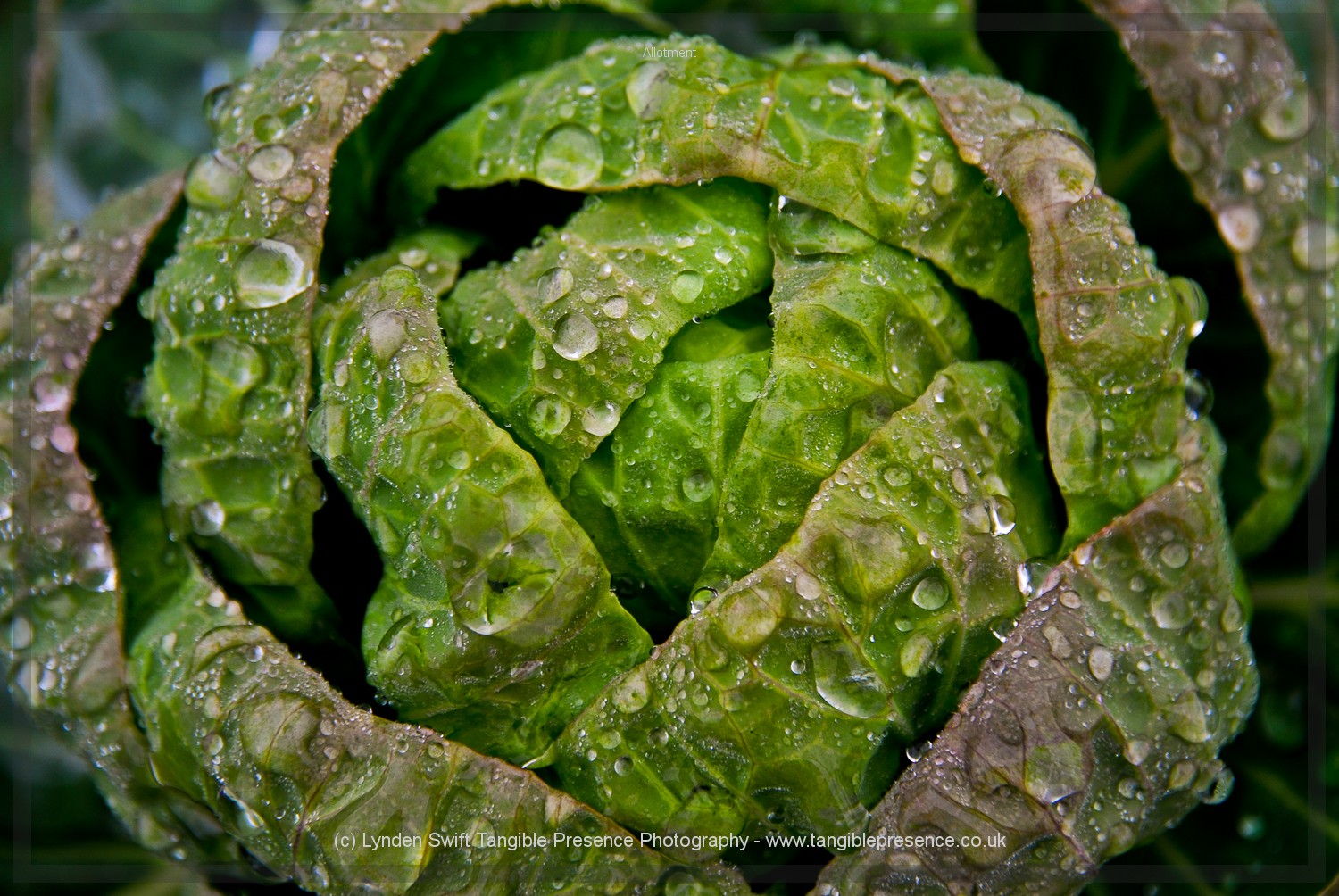  Crisp cabbage 
