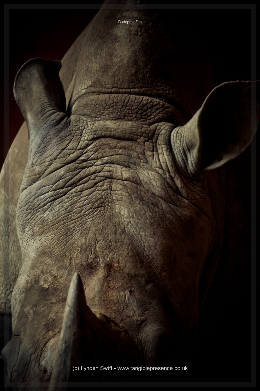  Budapest Zoo | Tangible Presence | Photography by Lynden Swift 