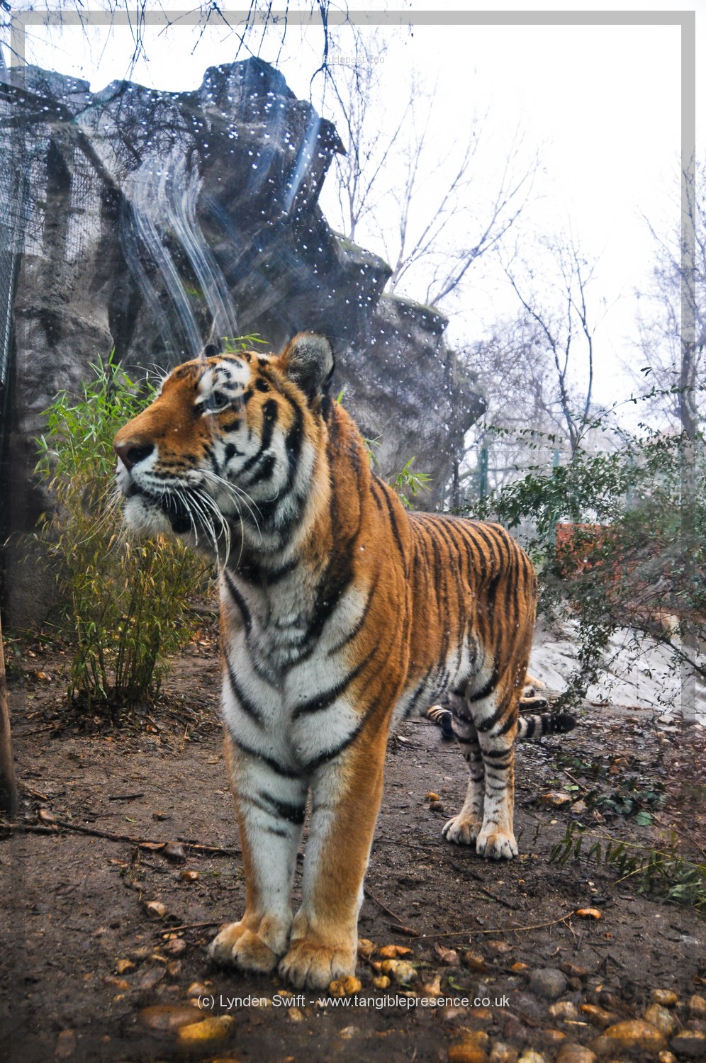  Budapest Zoo | Tangible Presence | Photography by Lynden Swift 