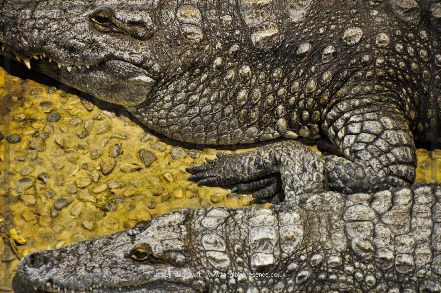  Crocodile Love. Budapest Zoo | Tangible Presence | Photography by Lynden Swift 