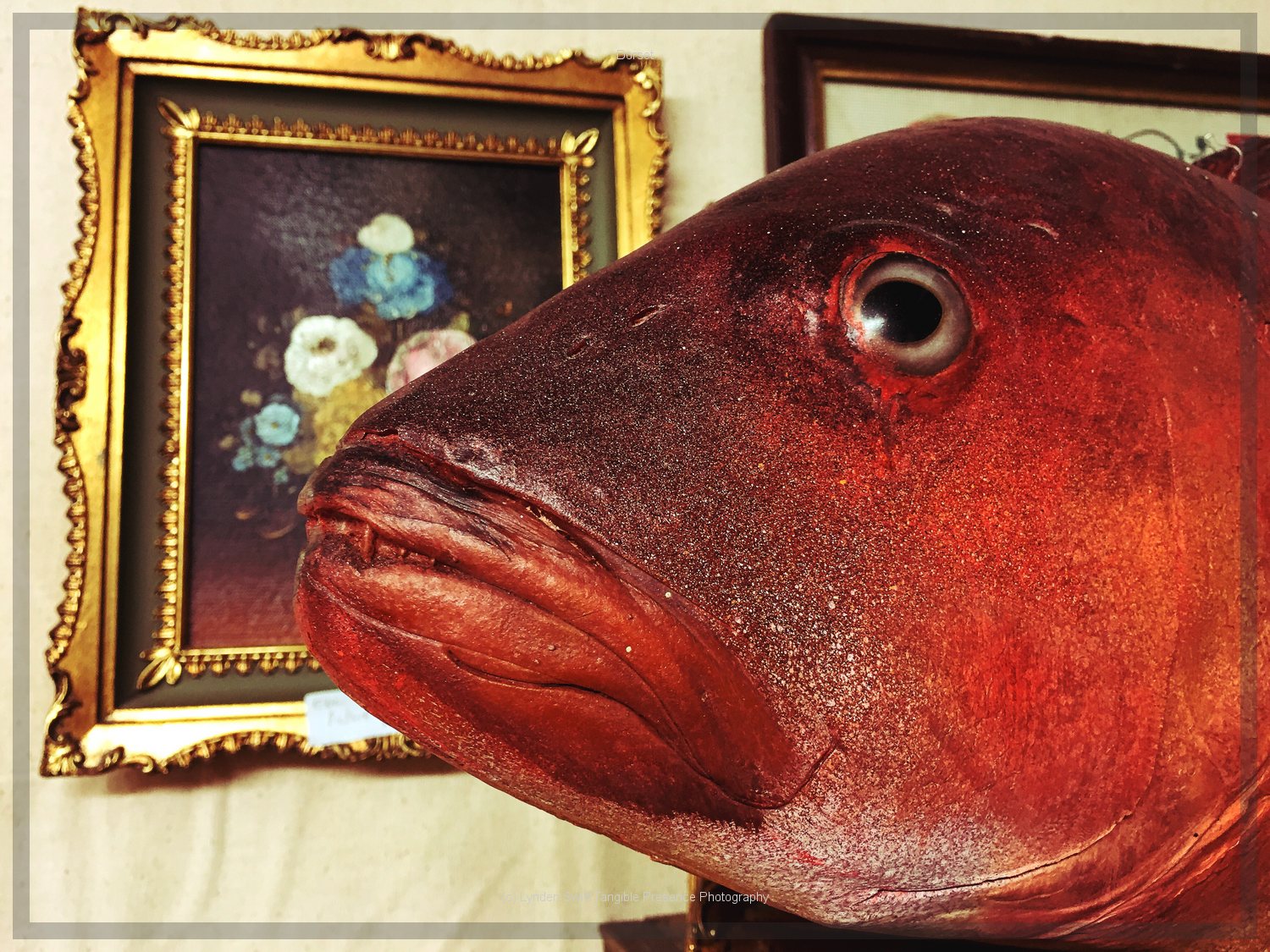  Fish for sale. Weymouth junk shop | Tangible Presence | Photography by Lynden Swift 