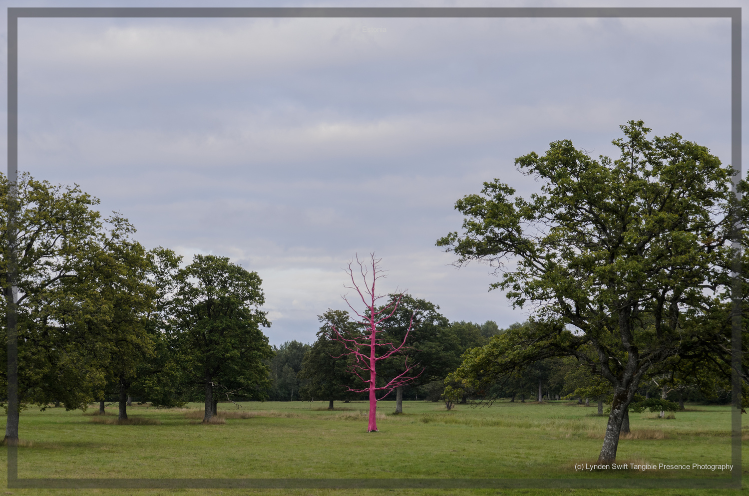  Red tree. Estonia. Lynden Swift Tangible Presence Photography. 