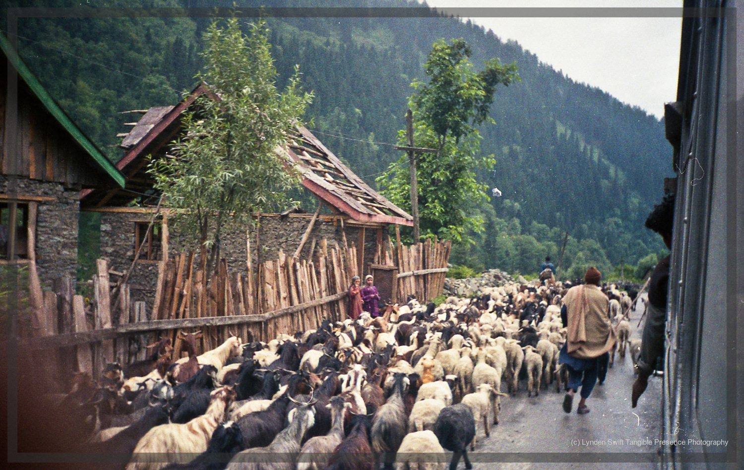  Kashmire goats.  