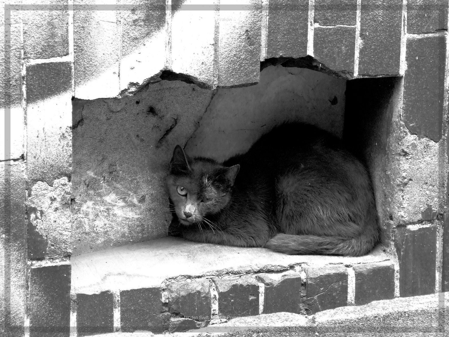  Street Cat, Krakow  | Tangible Presence | Photography by Lynden Swift 