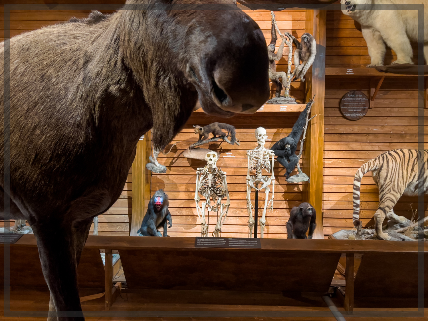  Moose. Elk. Something. Its very big.  