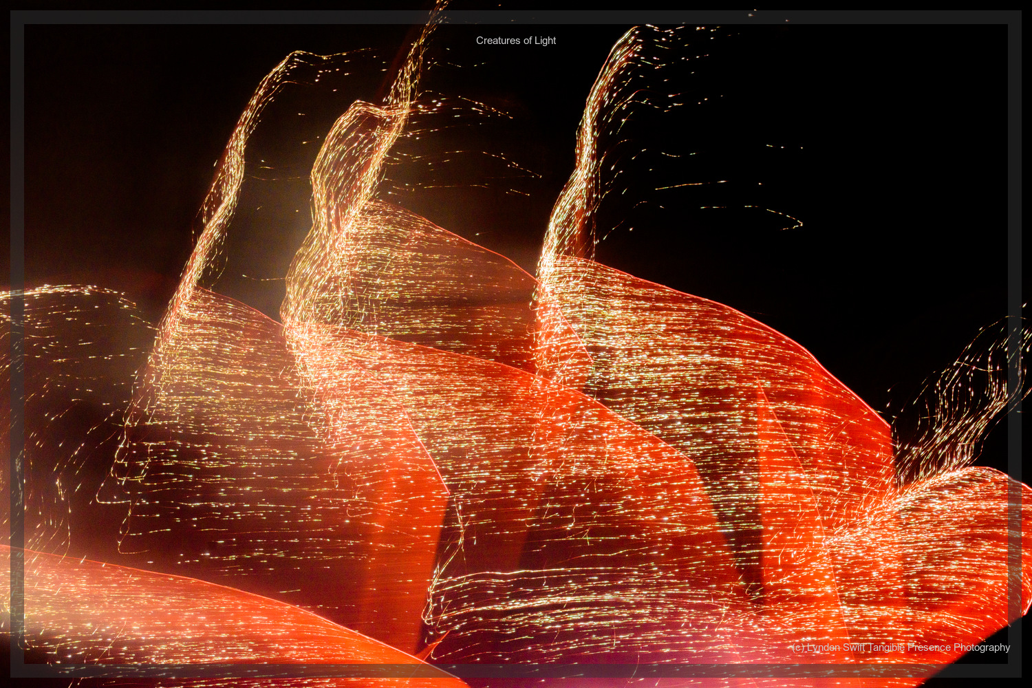  Creatures of Light. Lynden Swift. Tangible Presence Photography.  
