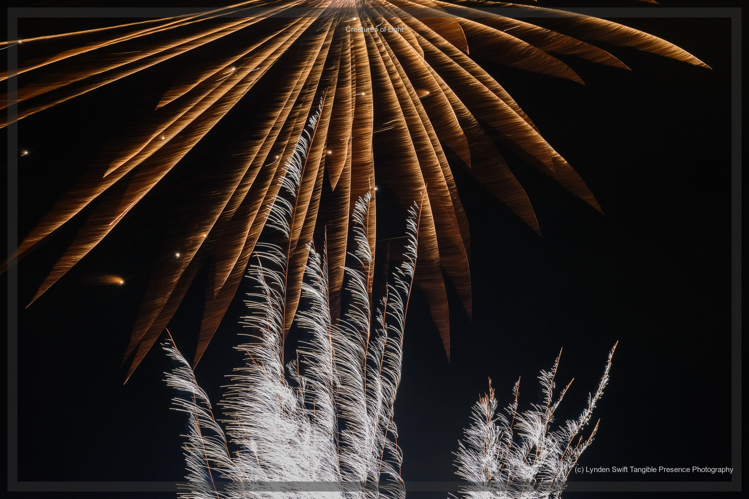  Creatures of Light. Lynden Swift. Tangible Presence Photography.  