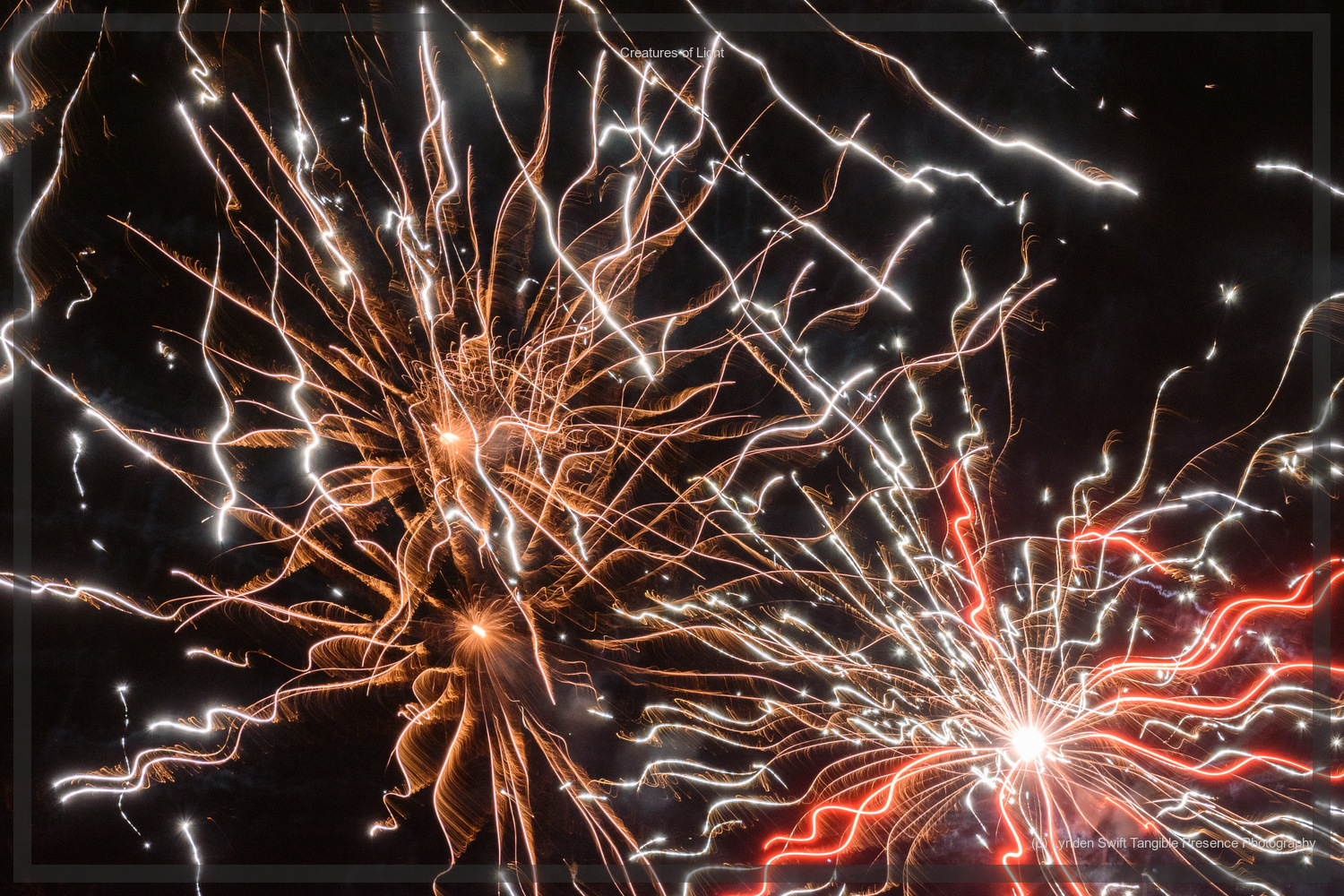  Creatures of Light. Lynden Swift. Tangible Presence Photography.  